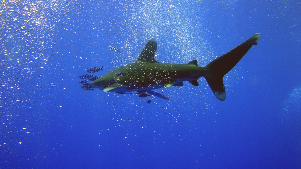 Immersioni in Mar&nbsp;Rosso