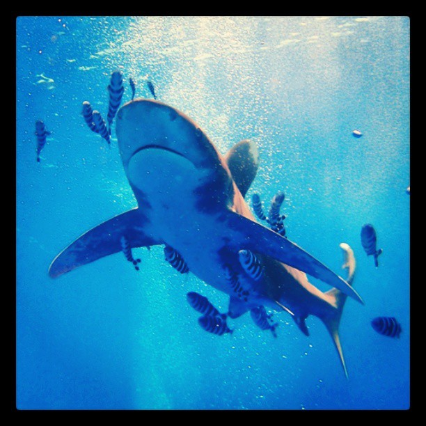 Longimanus