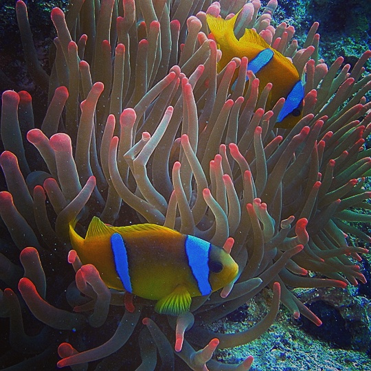 Quella volta che ho visto&nbsp;Nemo