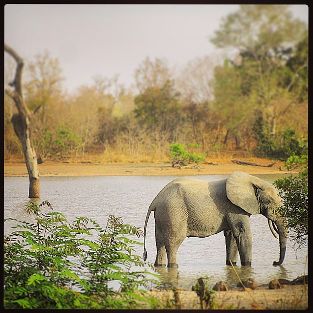 Grande e grosso ricordo dell’Africa appena&nbsp;trascorsa