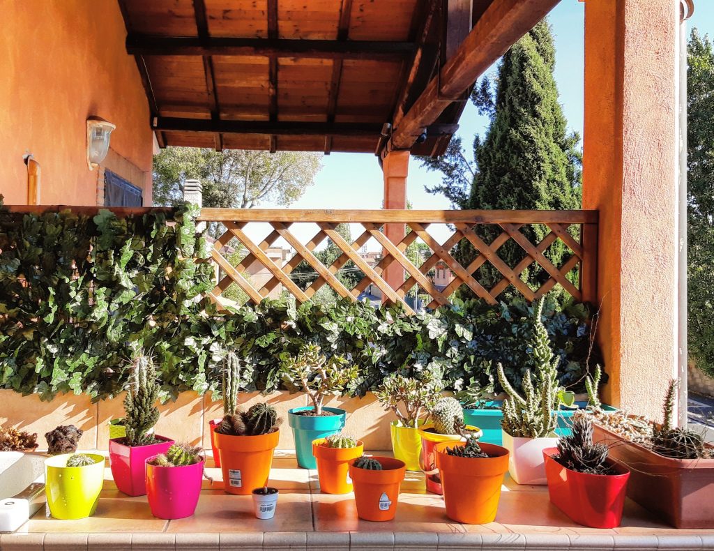 Le mie piantine&nbsp;maledette