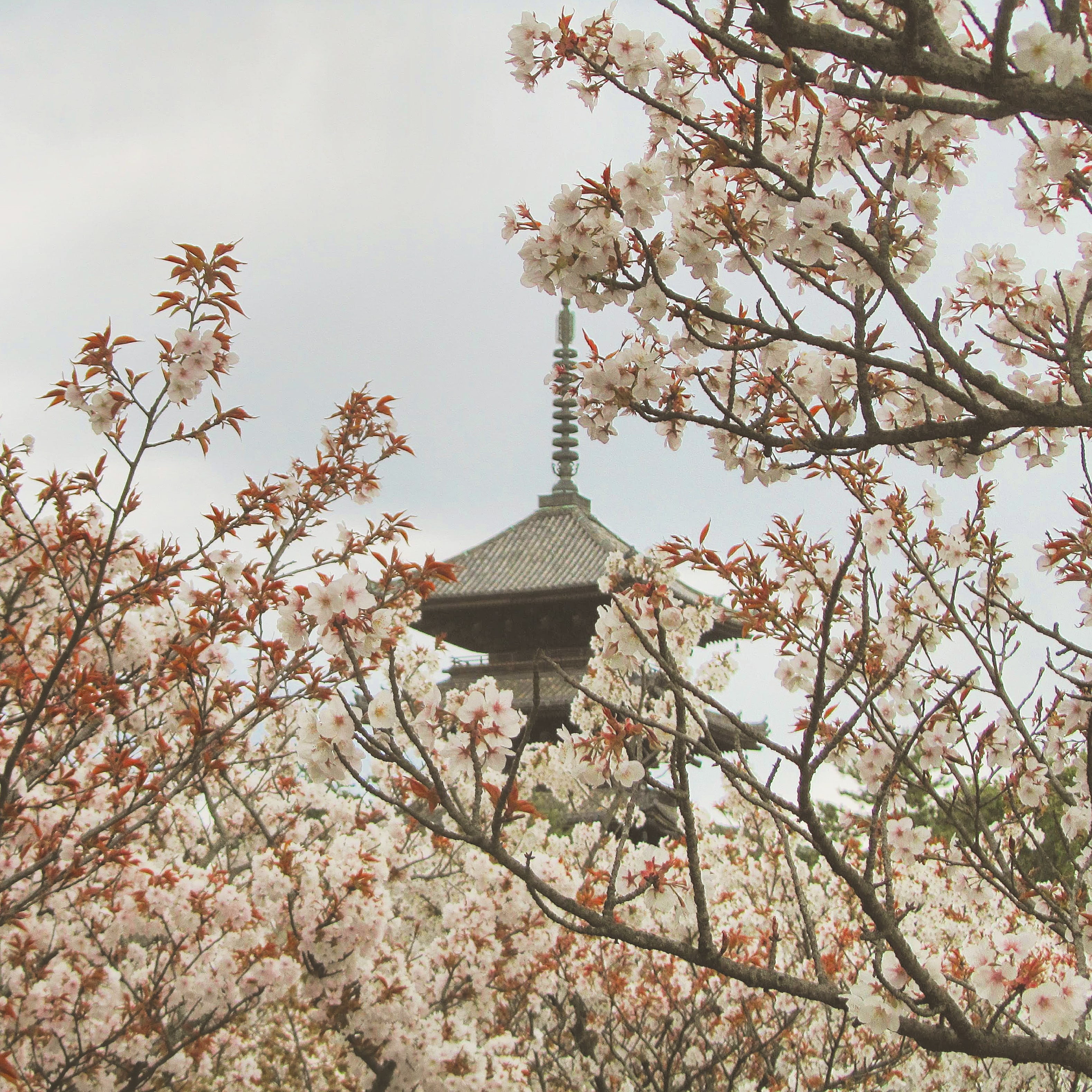 Sakura
